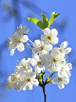 Empty Field Of Flowers Prints: Blossom