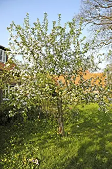 Close Up Apple Tree Prints: Blossom apple tree