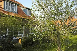 Apple Blossom Tree Prints: Blossom apple tree