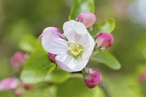 Fruit Blossom In Springtime Prints: Blossom apple tree, Germany