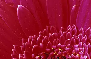 Close Up Flower Macro Prints: Detail of blossom gerbera daisy