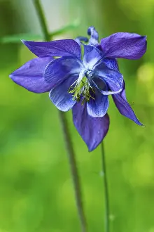 Flowering Plant Images Prints: Blossom of an iris