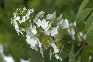 Hydrangeaceae Plant Species Prints: Blossom of an oakleaf hydrangea (Hydrangea quercifolia)