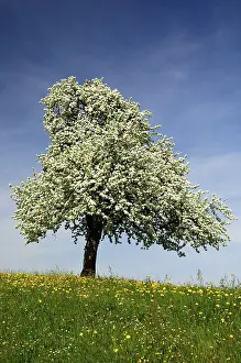 Apple Tree Blossom Prints: Blossoming apple tree
