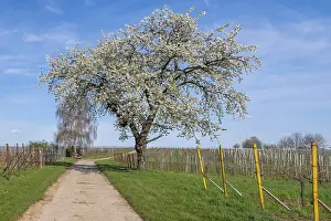 Rhineland Palatinate Landscape Prints: A blossoming cherry tree in spring on a path next to vineyards and blue sky