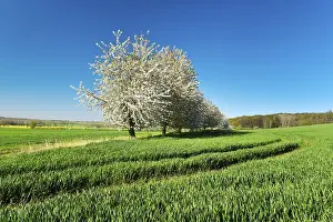 Blossoming Cherry Trees Prints: Blossoming cherry trees amid green fields in spring