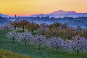 Blossoming Cherry Trees Prints: Blossoming cherry trees at dawn