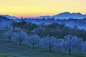 Fruit Tree Inflorescence Prints: Blossoming cherry trees at dawn