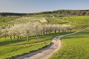 Deciduous Tree Bloom Season Prints: Blossoming cherry trees along field path