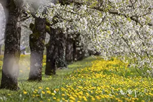 Fruit Tree Blossoming Season Prints: Blossoming cherry trees in spring