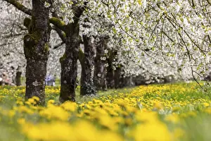 Fruit Tree Flowering Season Prints: Blossoming cherry trees in spring