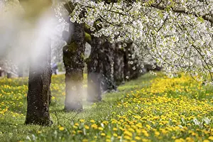 Central Europe Springtime Landscapes Prints: Blossoming cherry trees in spring