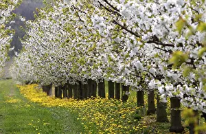 Springtime Nature Photography Europe Prints: Blossoming cherry trees, Thuringia