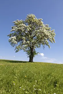 Blue Sky Daytime Scene Prints: Blossoming fruit tree in a meadow