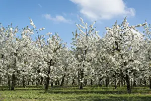 Spring In Germany Prints: Blossoming fruit trees in spring