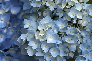 Daytime Outdoor Photography Prints: Blossoming Hydrangea (Hydrangea sp)