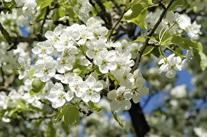 Blossoming Pear Tree Prints: Blossoming pear tree
