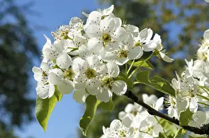 Close Up Flowering Twig Prints: Blossoming pear tree