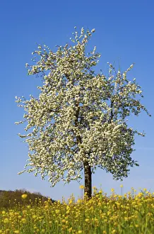 Pear Tree In Bloom Prints: Blossoming pear tree, fruit tree
