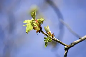 Blossoming Branches Prints: Blossoming tree