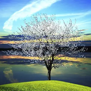 Atmospheric Evening Light Scene Prints: Blossoming tree at sunset