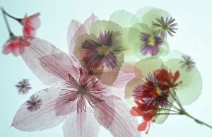 Blossom Photography Prints: Blossoms