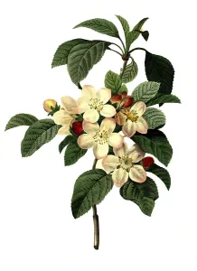 Malus Domestica Photos Prints: Blossoms of the apple, apple tree