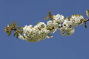 Cherry Blossom Prints: Blossoms on a cherry tree