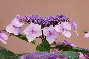 Hydrangea Blossoms Prints: Blossoms of a hydrangea with water drops