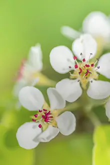 Deciduous Tree Blooms Prints: Blossoms of a pear (Pyrus), fruit tree