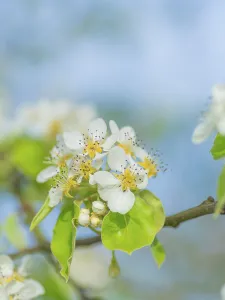 Lower Saxony Landscapes Prints: Blossoms of a pear (Pyrus), fruit tree