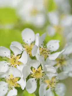 Fruit Tree Bloom Prints: Blossoms of a pear (Pyrus), fruit tree