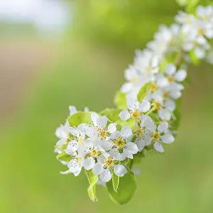 Northern Germany Photos Prints: Blossoms of a pear (Pyrus), fruit tree