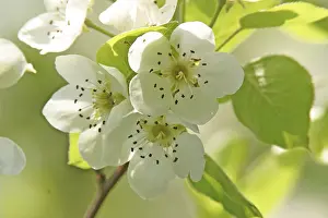 Tree Leaf Identification Prints: Blossoms of a pear tree