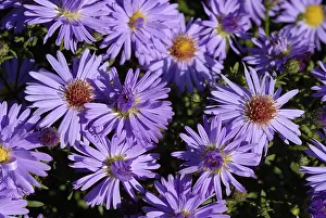 Nature Plants Prints: Blue Aster (Aster dumosus)