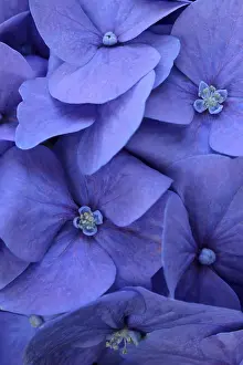 Hydrangeaceae Family Plants Prints: Blue bigleaf hydrangea (Hydrangea macrophylla)
