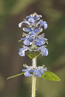 Blue Bugle Inflorescence Prints: Blue bugle, Bugleherb, Bugleweed