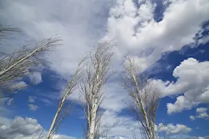 Winter Time Scenery Prints: Blue dramatic sky in winter with leafless poplar tree branches
