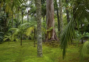 Botanical Garden Portugal Prints: Blue Eucalyptus, also Common Eucalyptus