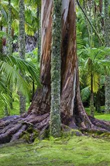 Botanical Garden Portugal Prints: Blue Eucalyptus, also Common Eucalyptus