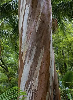Southern Europe Gardens Prints: Blue Eucalyptus, also Common Eucalyptus