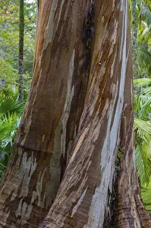 Europe Nature Scenes Prints: Blue Eucalyptus, also Common Eucalyptus