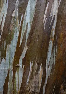 Southern Europe Gardens Prints: Blue Eucalyptus, also Common Eucalyptus