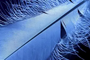 Delicate Plumage Prints: Blue feather