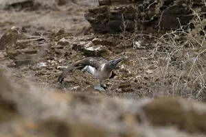 Galapagos Islands Wildlife Prints: A blue-footed booby performs a mating dance
