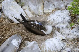 South American Water Birds Prints: Blue-footed Booby (Sula nebouxii) brooding its eggs