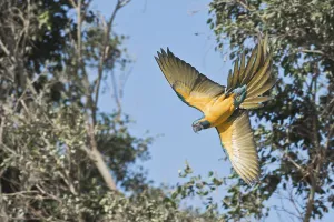 Loro Park Tenerife Prints: Blue-fronted Macaw (Ara glaucogularis)