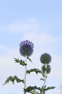 Ornamental Plant Garden Prints: Blue globe thistle (Echinops ritro)