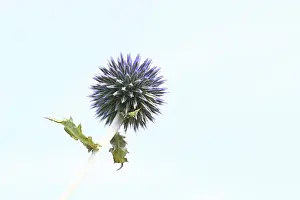 Ornamental Plant Garden Prints: Blue globe thistle (Echinops ritro)