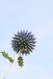 Ornamental Plant Garden Prints: Blue globe thistle (Echinops ritro)